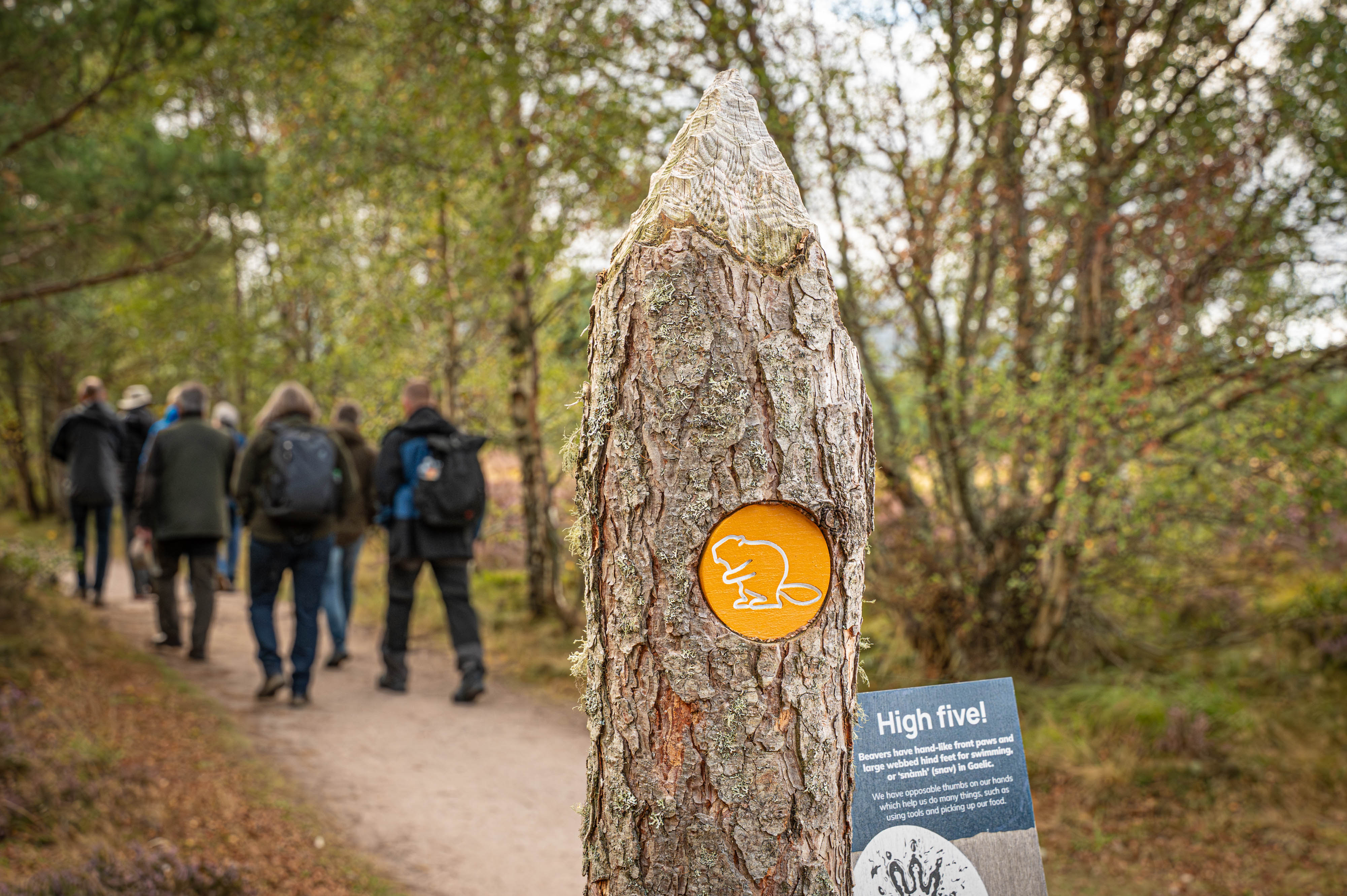 A sign with a beaver symbol in the woods A sign with a beaver symbol in the woods