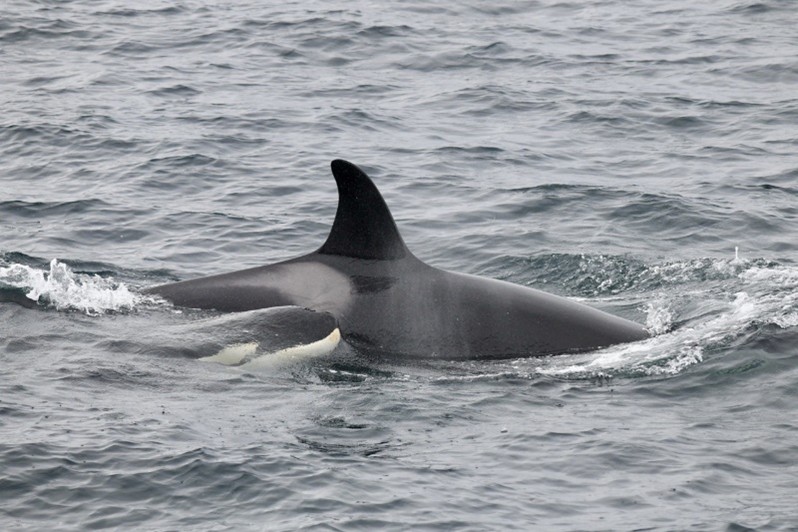 SCARF - Shetland Community Acoustic Research Forum (SCARF) project