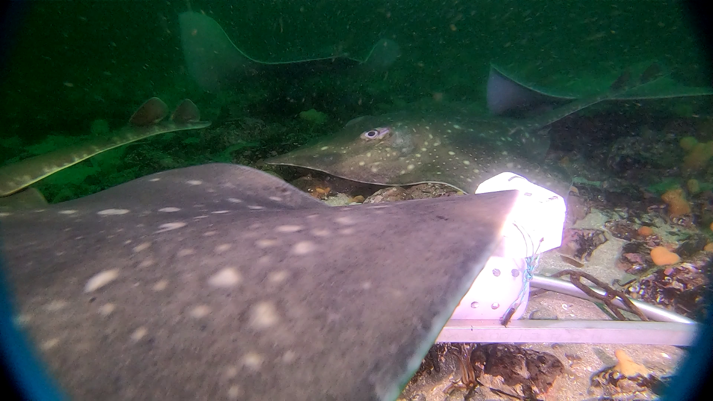 Rays underwater