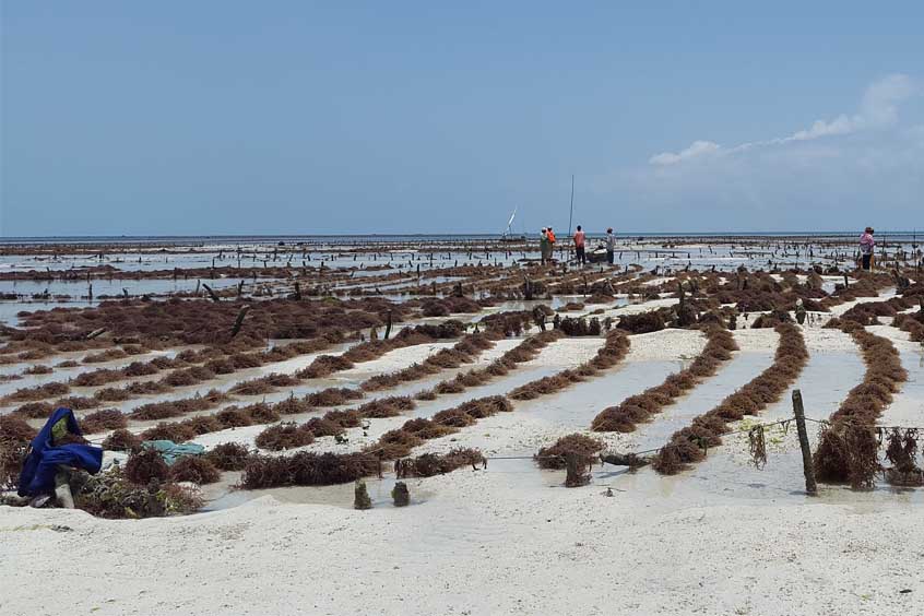 Seaweed Farm Seaweed Farm