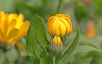 Flower buds Flower buds