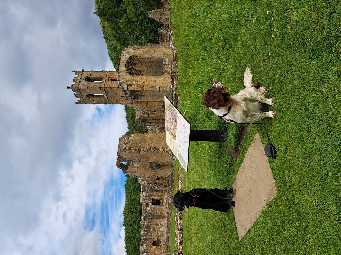 Two dogs, a black lab and a white and brown springer spaniel sat next to an information board. Behind them are the ruins of a stone monastery, surrounded by leafy green trees.
