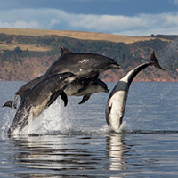 Dolphins diving Dolphins diving