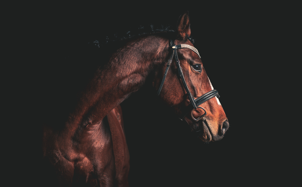 Horse with a black background Horse with a black background